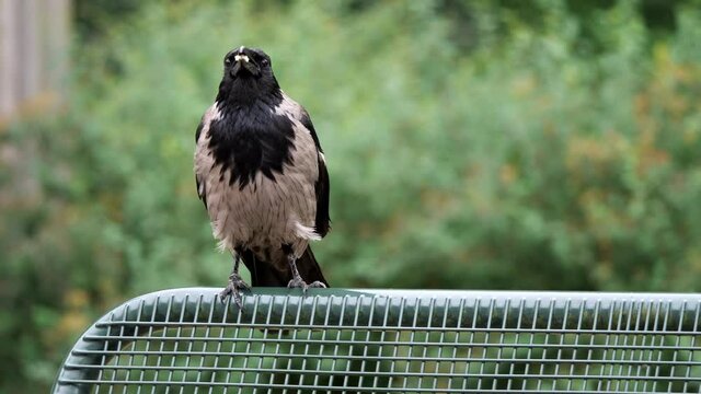 eine nebelkrähe, corvus cornix bzw. corvus corone, fliegt auf eine parkbank und frisst brot, mehrere szenen, ganzer vogel und portrait, 50 fps
