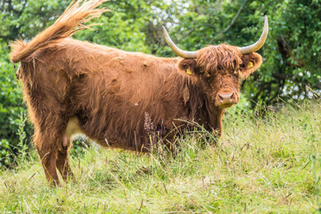 Schottisches Hochlandrind auf der Weide