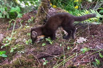 American Pine Marten (Martes americana) Sniffs Left Summer