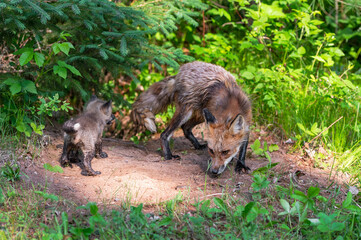 Red Fox (Vulpes vulpes) Adult and Kit Sniff Near Den Site Summer