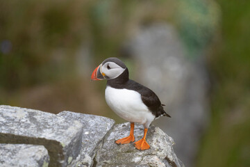atlantic puffin or common puffin