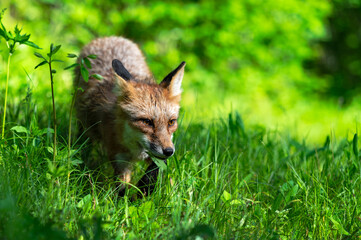 Red Fox (Vulpes vulpes) Adult Steps Through Grass Looking Right Summer