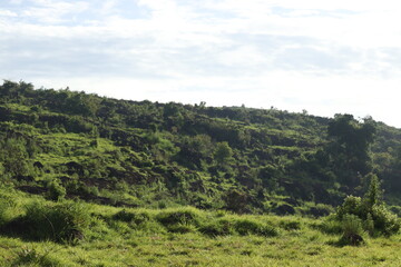 Naklejka premium green landscape