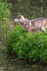 Grey Wolf (Canis lupus) Pup Looks Up at Adult on Edge of Island Summer