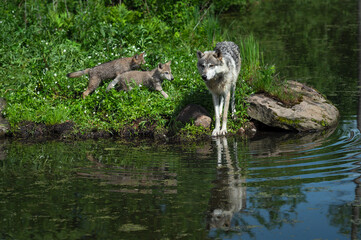 Grey Wolf (Canis lupus) Pups Run Up to Adult Standing at Island Edge Summer