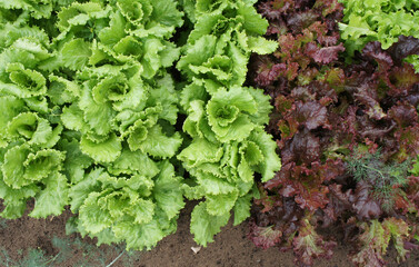 Green Lettuce leaves on the garden bed. Different varieties. Gardening background. Close-up. Top view.