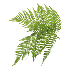 Beautiful tropical fern leaves on white background
