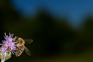 Honey bee on a field thistle flower.