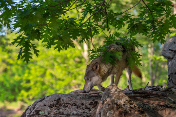 Grey Wolf (Canis lupus) Walks Along Rocks Under Tree Leaves Summer