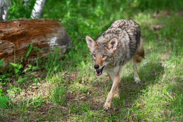 Naklejka na ściany i meble Coyote (Canis latrans) Trots Forward Mouth Open Summer
