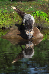 Cross Fox Adult (Vulpes vulpes) Nose Down to Water Reflection Summer