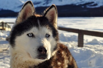 Husky in Andes