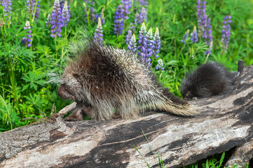 Naklejka premium Porcupette (Erethizon dorsatum) Follows Adult Porcupine on Log Summer