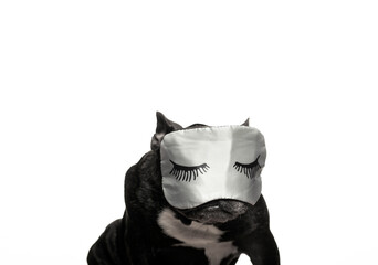 Naklejka premium image of dog mask white background 