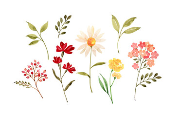 set of watercolor illustrations of flowers on a white background. hand painted for design and invitations.