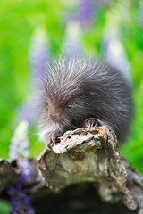 Porcupine (Erethizon dorsatum) Closeup on End of Log Summer