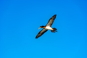 Tropical seabird flying with open wings and blue sky behind