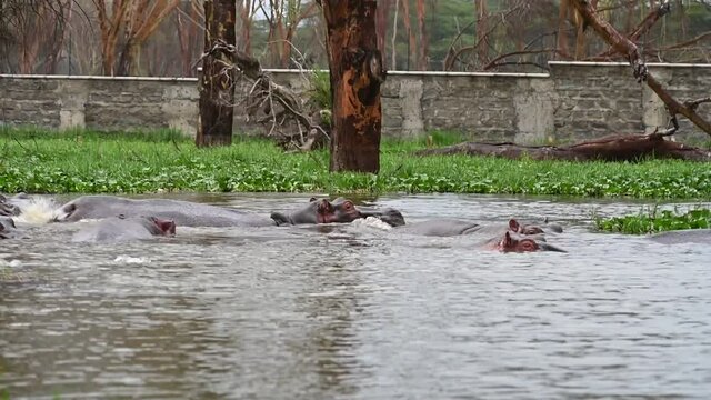 hippos in the river and near the river in the national park