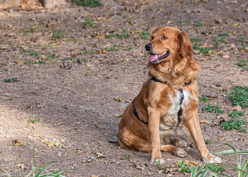 Red Retriever Pet Dog Sitting