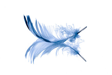 Blue feather and its reflection on white background