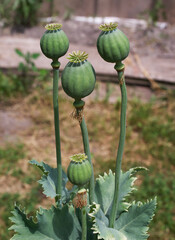 Papaver somniferum, commonly known as the opium poppy or breadseed poppy, is a species of flowering plant in the family Papaveraceae.