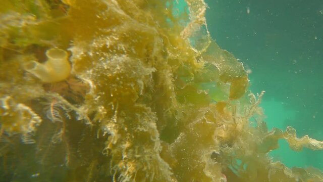 Greater Pipefish Swimming in a Harbour with Sea Squirts, County Dublin
