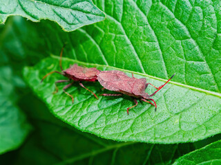 Halyomorpha halys beetle on a green potato leaf. Pentatomidae beetles. Arthropods. Animal insect. Macro photography. Potato leaves. Wildlife. Marital period.