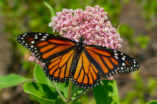 Monarch Butterfly On Swamp Milkweed