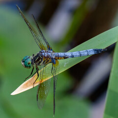 Blue Dasher Dragonfly