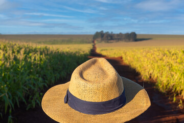 Farmer in hat in the field.