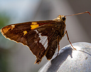 Silver-Spotted Skipper