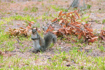 squirrel in the park