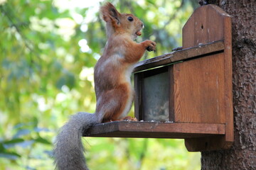 squirrel in the park