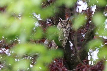 Naklejka premium long-eared owl (Asio otus) sitting in tree,Germany