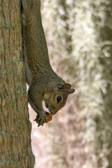 squirrel on a tree