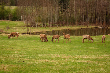 Deers on the pasture