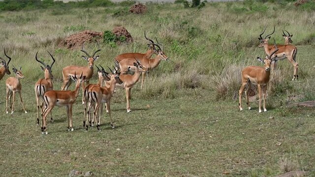 beautiful and graceful antelopes peacefully nibble the grass in the green fields of the savannah 