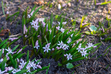 Glory of the Snow 'Pink Giant' (Chionodoxa forbesii).