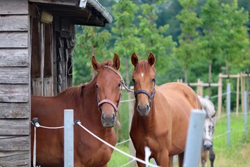 zwei braune Pferde am Pferdestall