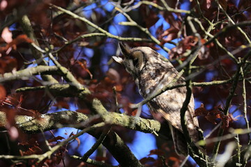 long-eared owl (Asio otus) sitting in tree,Germany