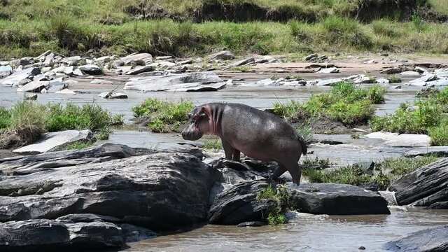 hippos in the river and near the river in the national park 
