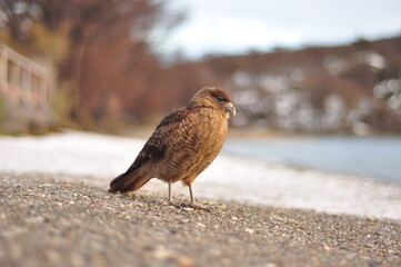 Chimango Bird in Patagonia