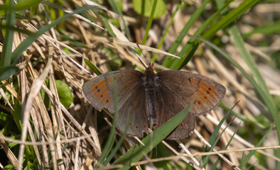Mohrenfalter im Gras.