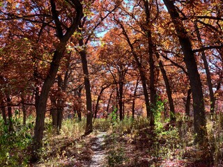 Obraz premium Path in colorful autumn oak forest