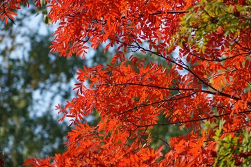 red maple leaves