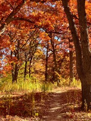 Fototapeta na wymiar Autumn woods