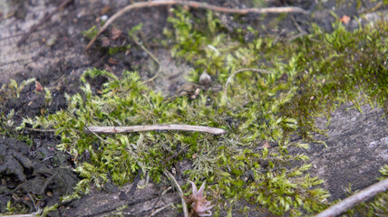 Moss, sphagnum on an old wooden board. An old tree covered with moss. The magic forest. Forest moss