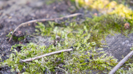 Moss, sphagnum on an old wooden board. An old tree covered with moss. The magic forest. Forest moss