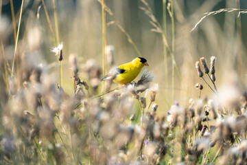 Adorable yellow American goldfinch perched on a flower in the field