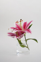 lily flower and bud on transparent glass vase